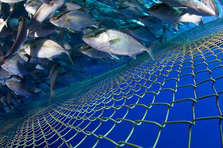 Halifax Startup Launches AI App for Fisheries Management